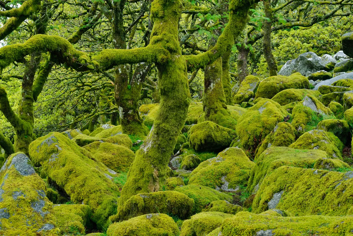 Trees and granite boulders overgrown with mosses and ferns.
