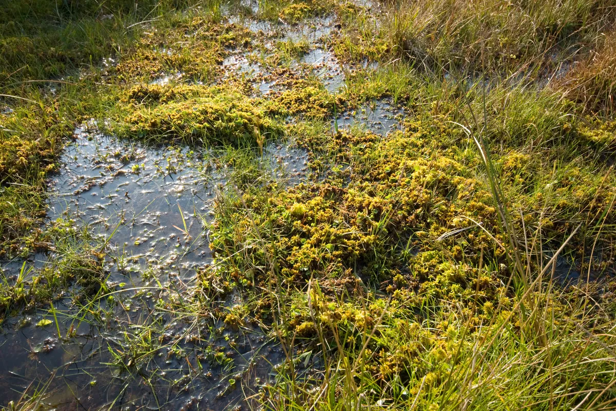 Boggy area with sphagnum moss.
