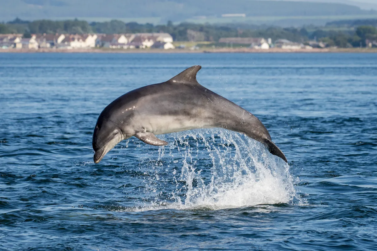 A bottlenose dolphin breaches on a sunny day in the Moray Firth, Scotland. Photo taken from Chanonry Point, Black Isle. The village of Ardersier can be seen in the background. © Getty