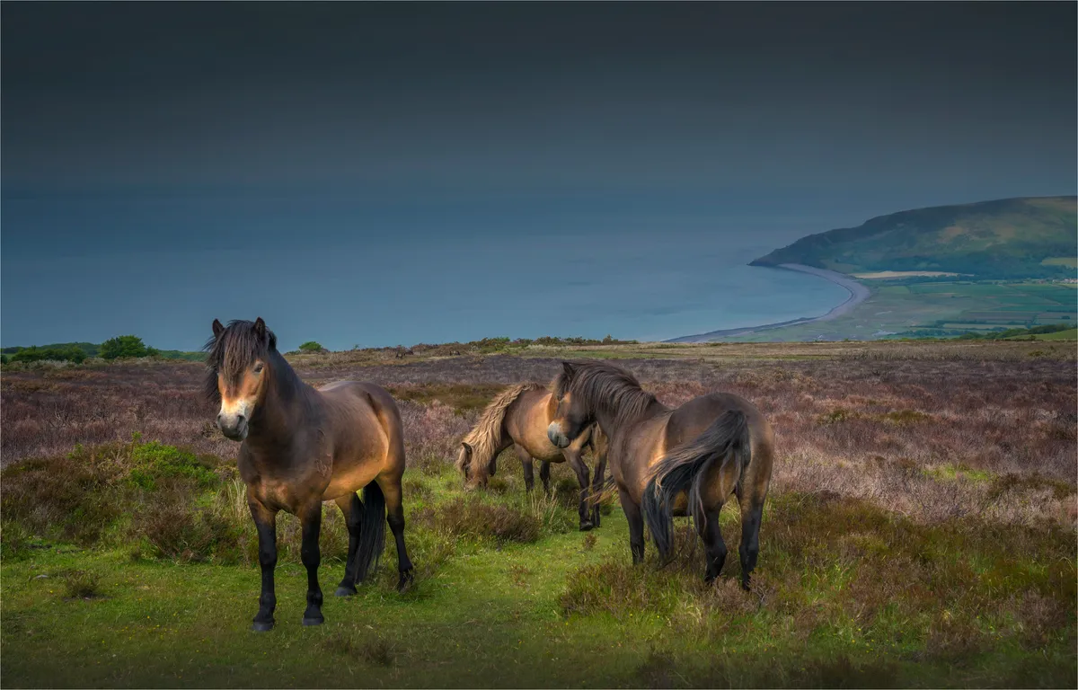 Wild exmoor ponies
