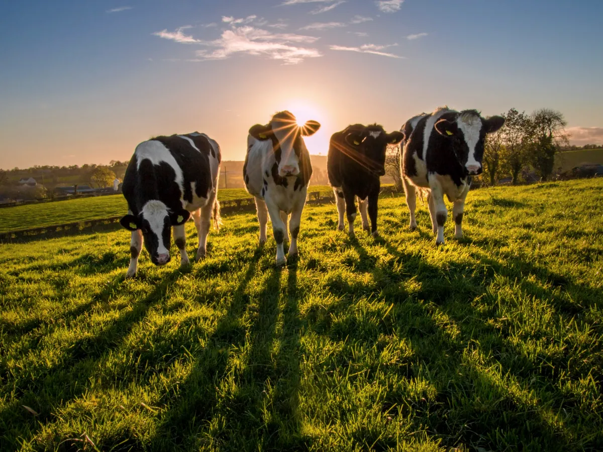 A group of yearling Holstein heifers in a field of grass in Northern Ireland just before the sun sets.