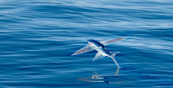 How do 'flying fish' fly? - Discover Wildlife