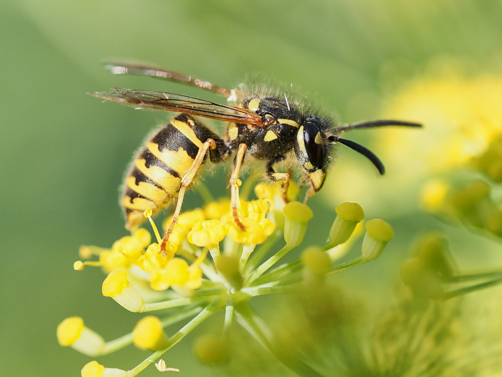 Wasp / #CanadaDo / Most Dangerous Animals in New Brunswick