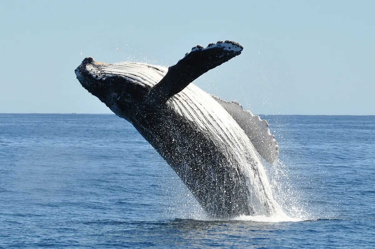 Costa Rica is well known for its whale watching