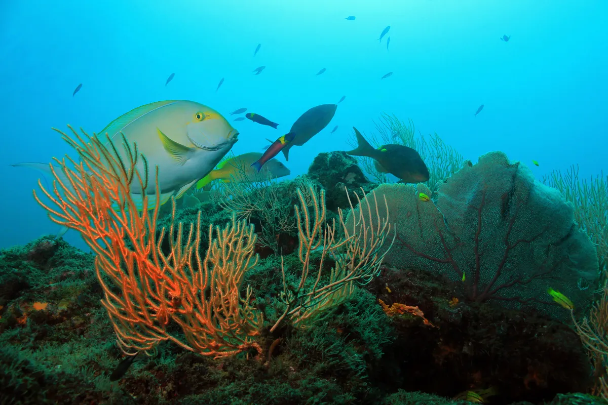 Established as a biological reserve in 1978, Caño Island is a haven for marine life