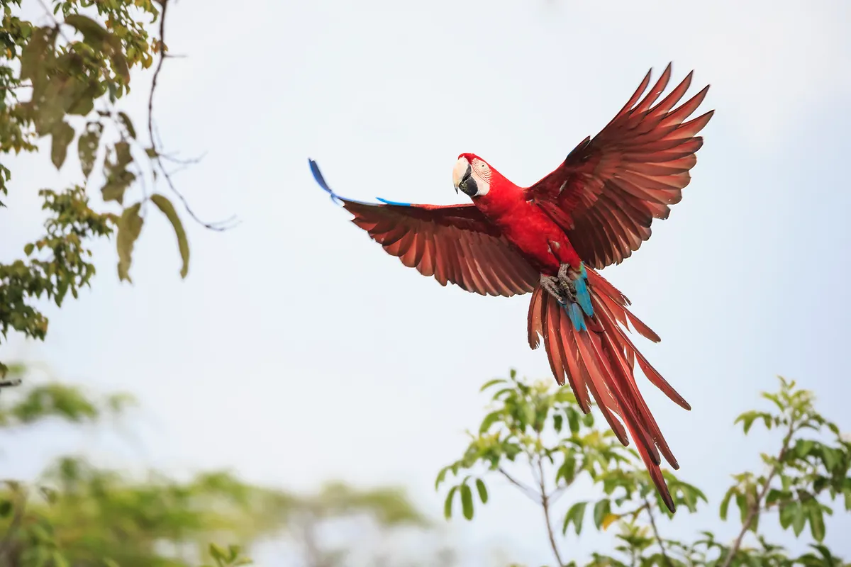 Over 400 species of bird can be found here, including the iconic scarlet macaw