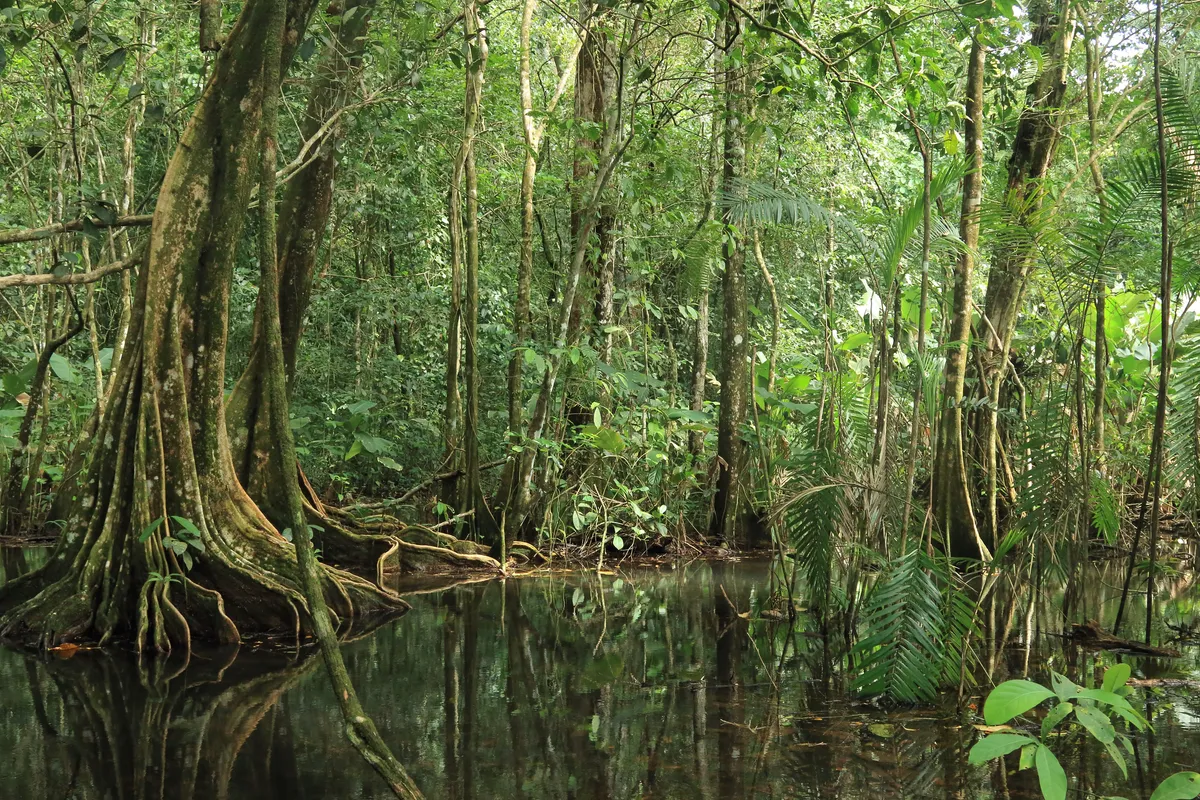The Osa Peninsula is home to the largest mangrove forest on Central America’s Pacific coast