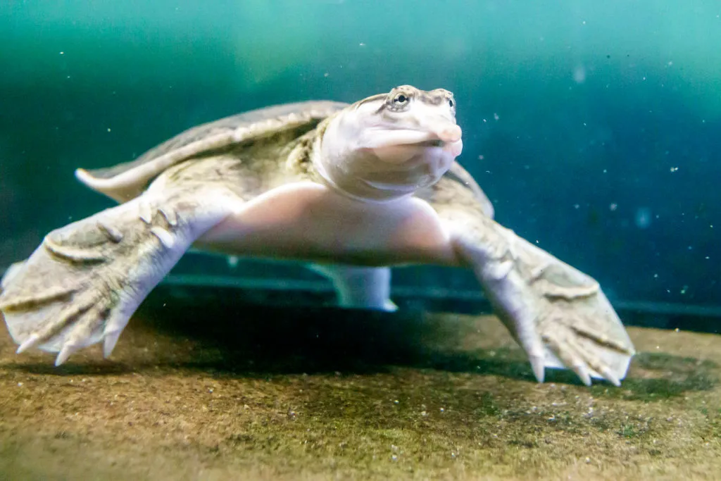 Florida softshell turtle is one of the world's weirdest animals