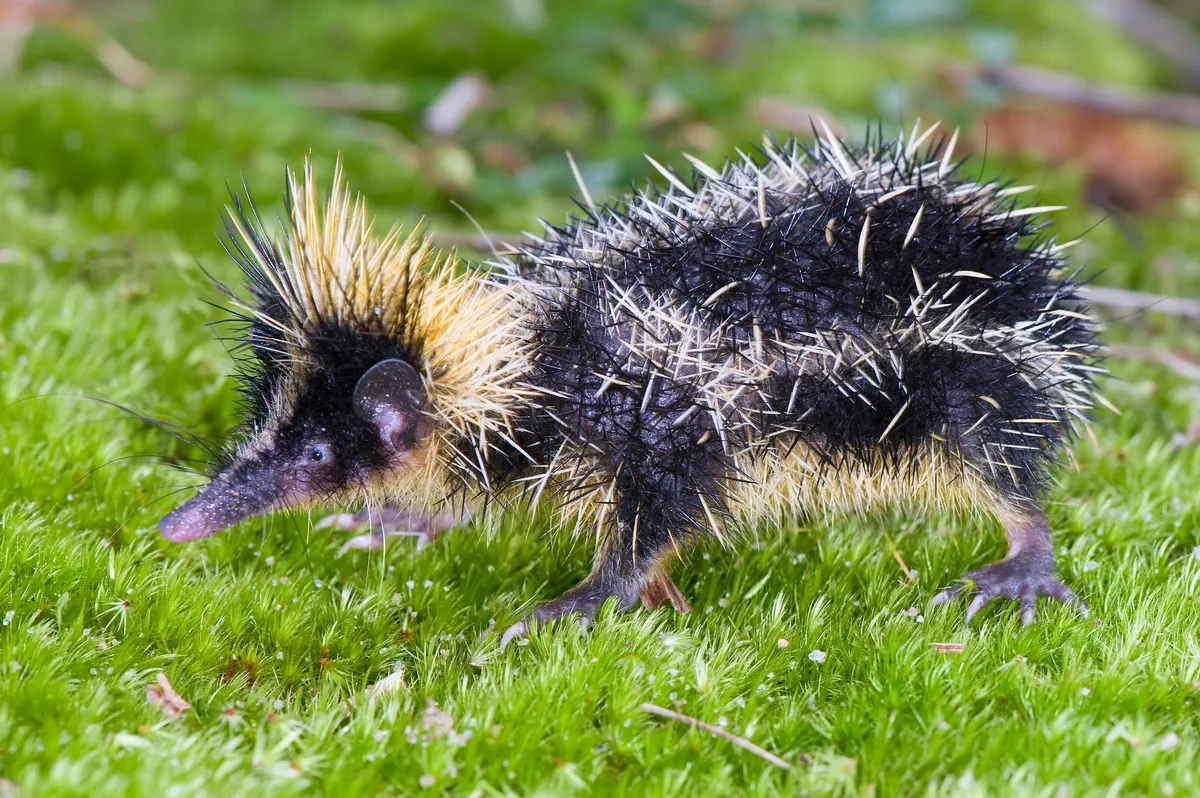 Lowland Streaked Tenrec (Hemicentetes semispinosus), is one of the world's weirdest animals