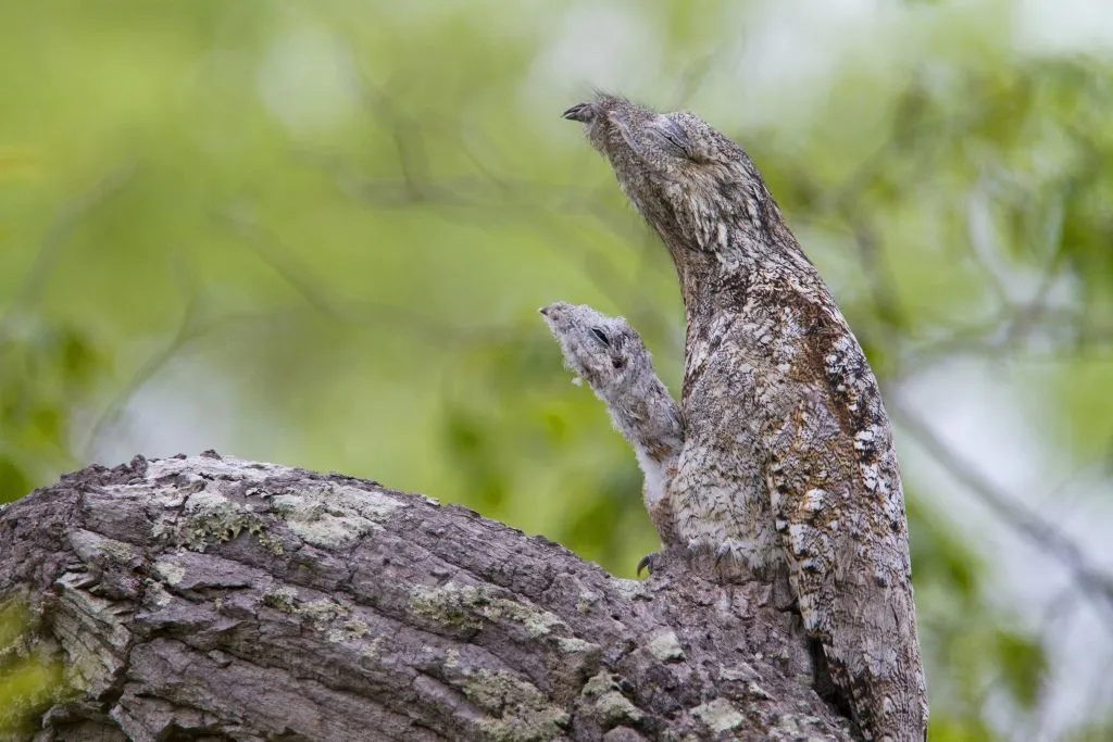 Great Potoo, Brazil is one of the world's weirdest animals