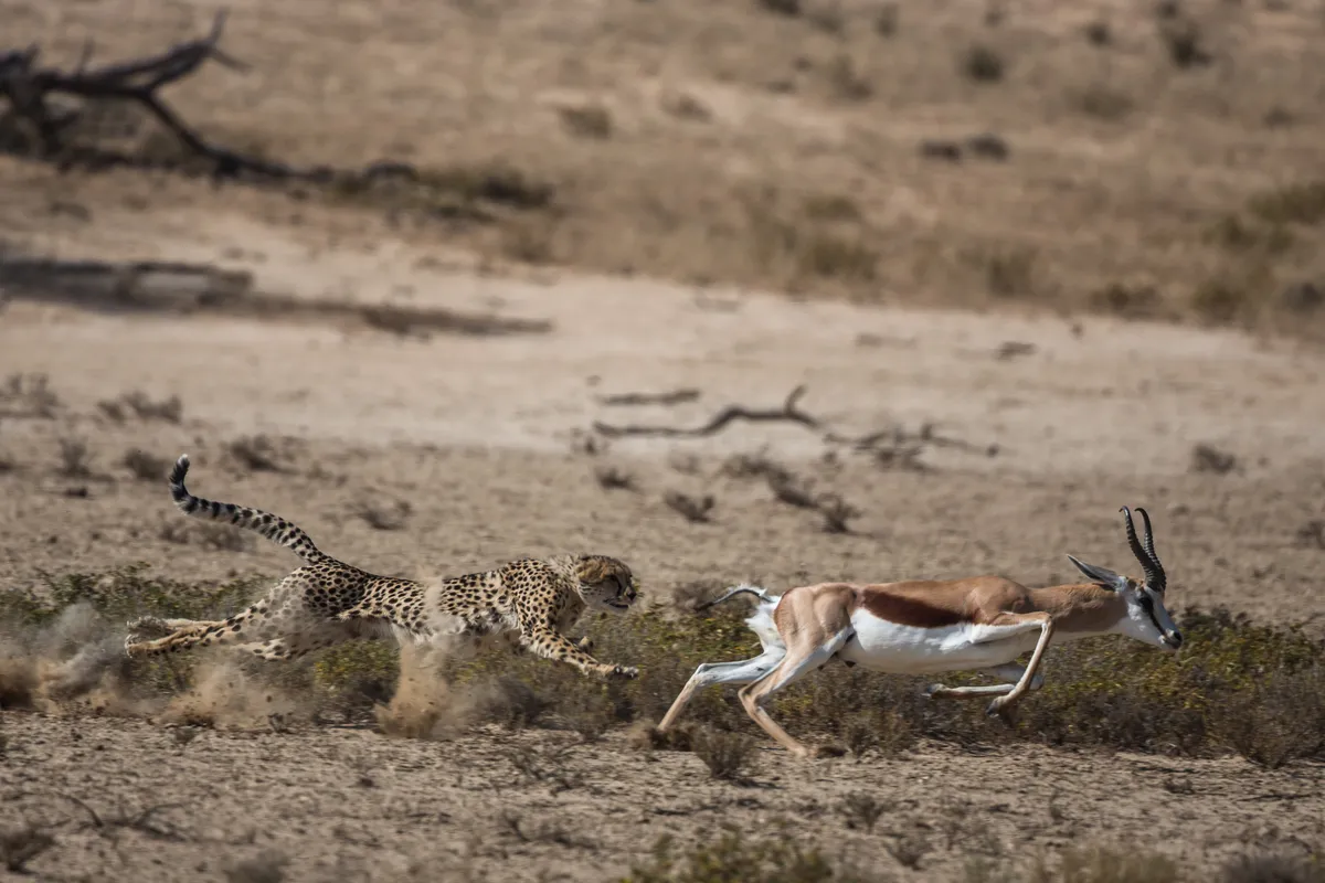 This cheetah chase of a young female cheetah chasing a springbok was photographed in the wild in the Kgalagadi.