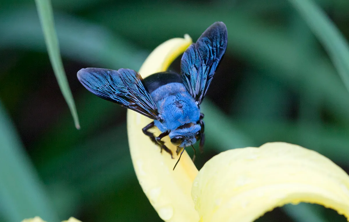 Blue Carpenter Bee (Xylocopa caerulea) © budak (Flickr, CC)
