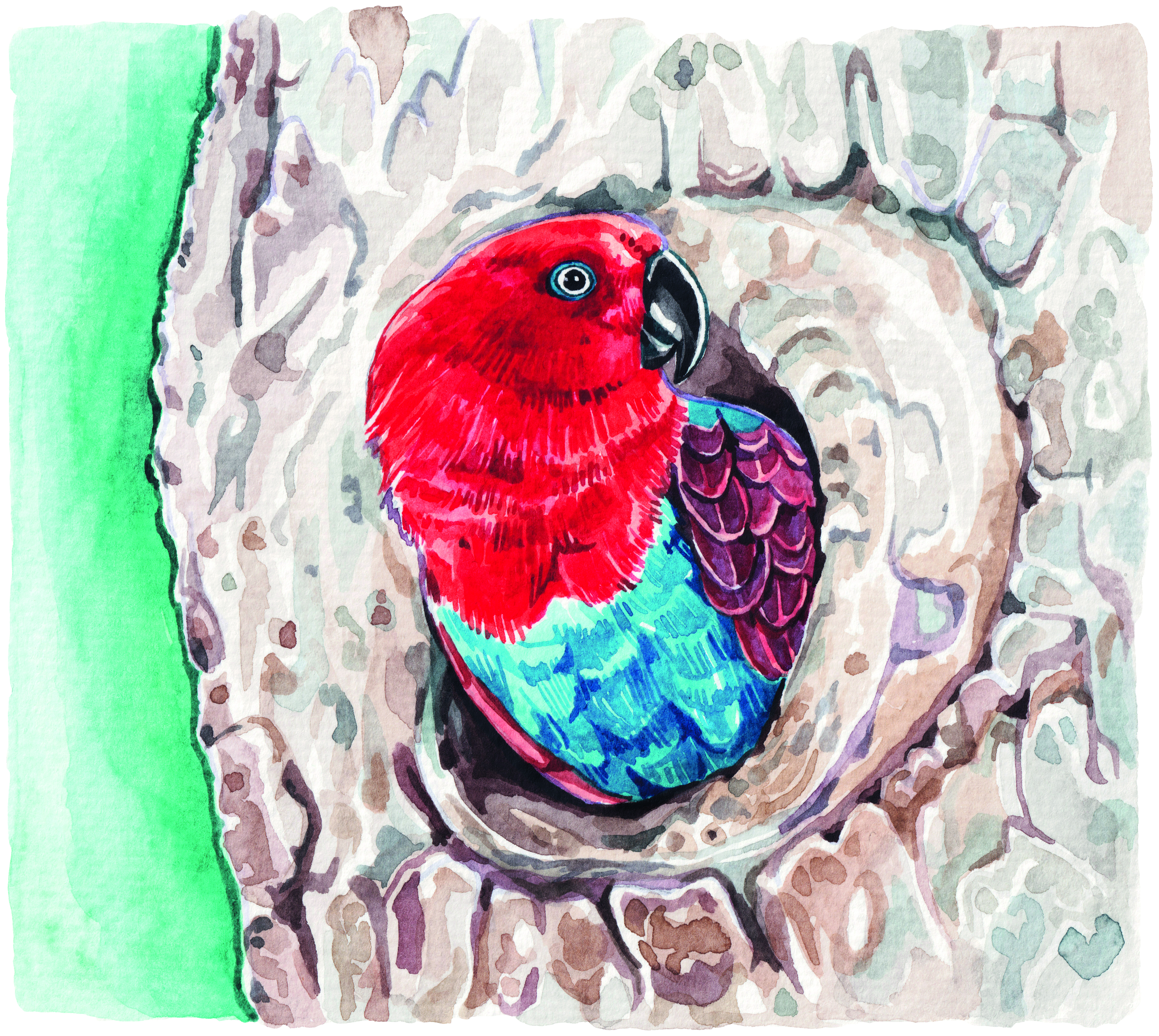 Female Eclectus