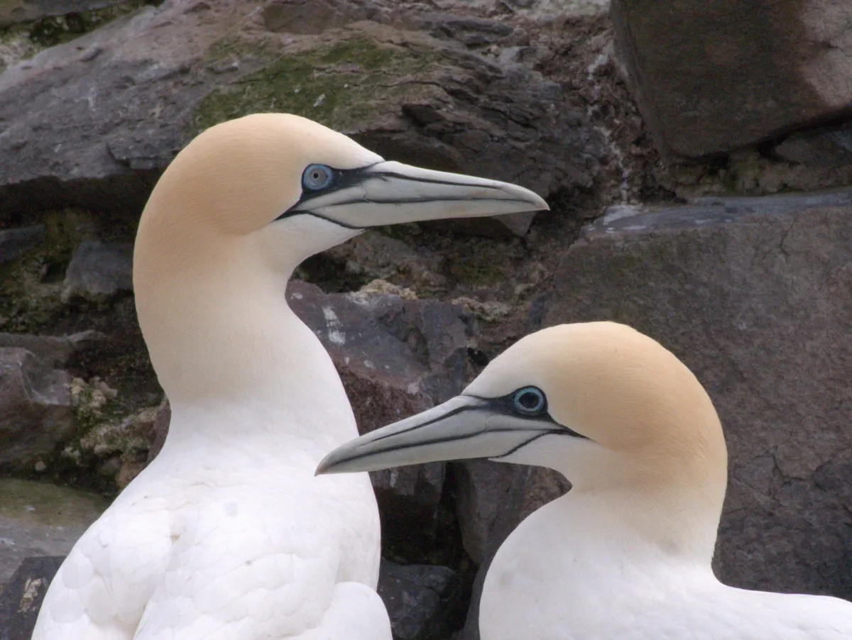 Northern gannet showing black iris (right), indicating exposure to avian flu. The irises of northern gannets are usually blue. © Emily Burton/Scottish Seabird Centre