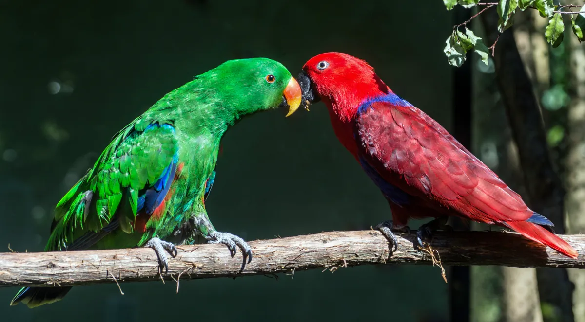 A green male eclectus parrot and a scarlet female eclectus parrot. © Steve Clancy Photography/Getty