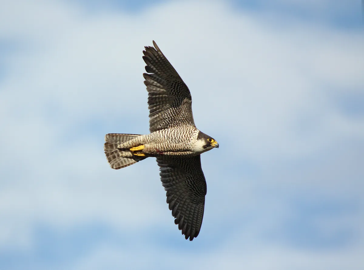 Peregrine falcon flying in the Brecon Beacons, Wales. © Mike Warburton Photography/Getty