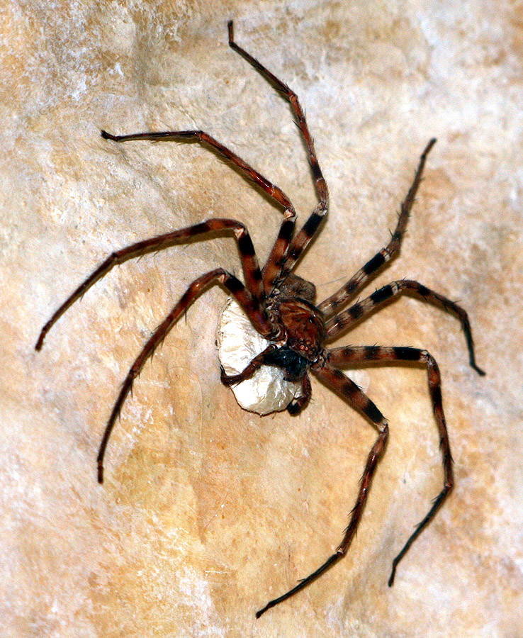 the biggest in the world spider