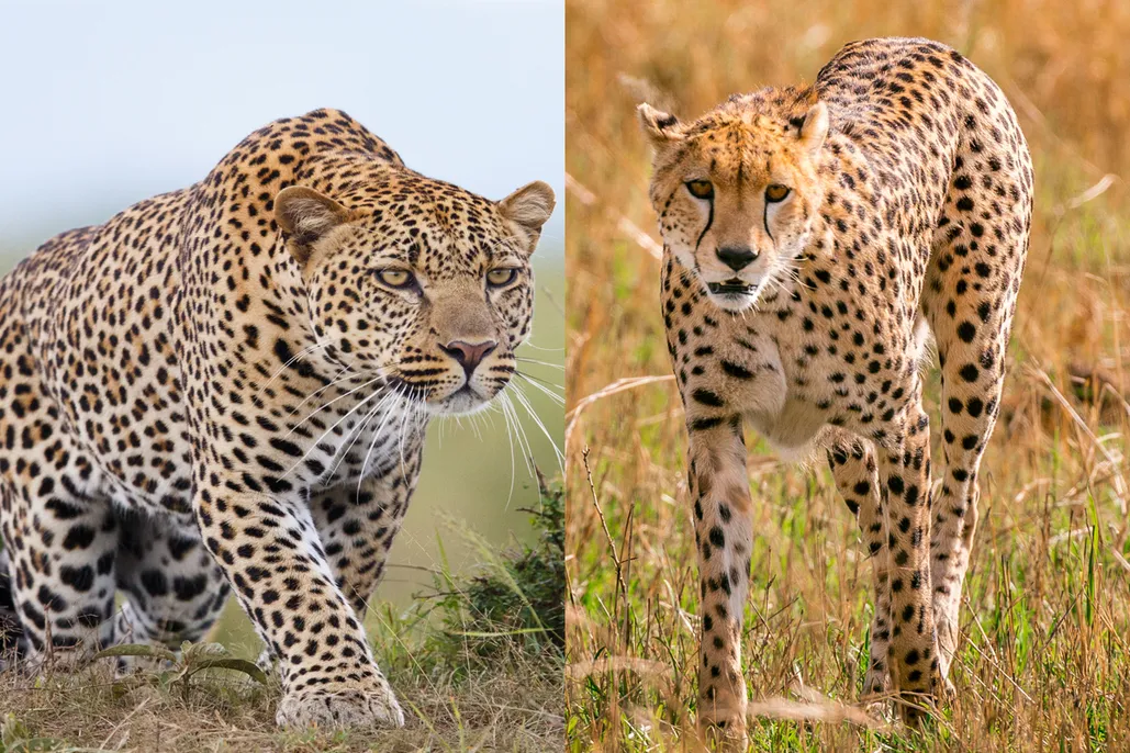 Cheetah vs leopard: what's the difference? - Discover Wildlife