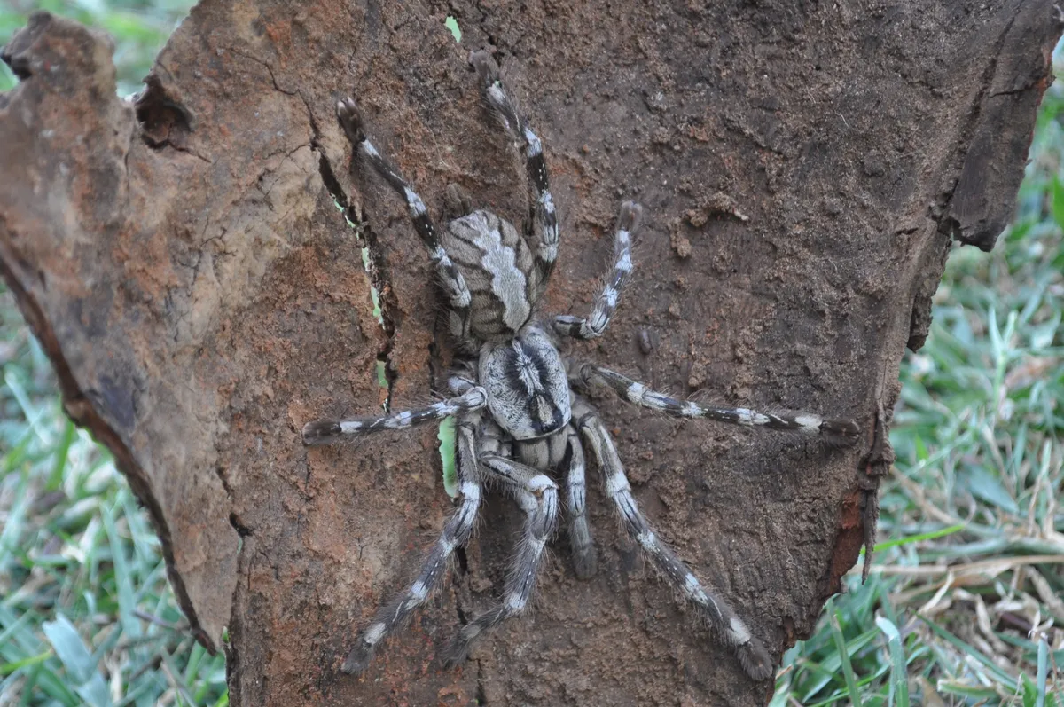 © Ranil Nanayakkara / British Tarantula Society, CC BY 3.0 , via Wikimedia Commons