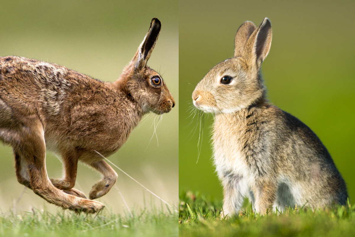 Заяц прыгает. Заяц vs кролик. Болотный кролик. Заяц в прыжке.