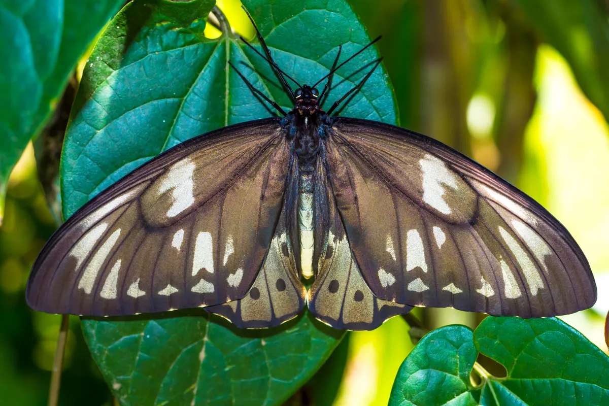 the Queen Alexandra's birdwing butterfly is the biggest butterfly in the world