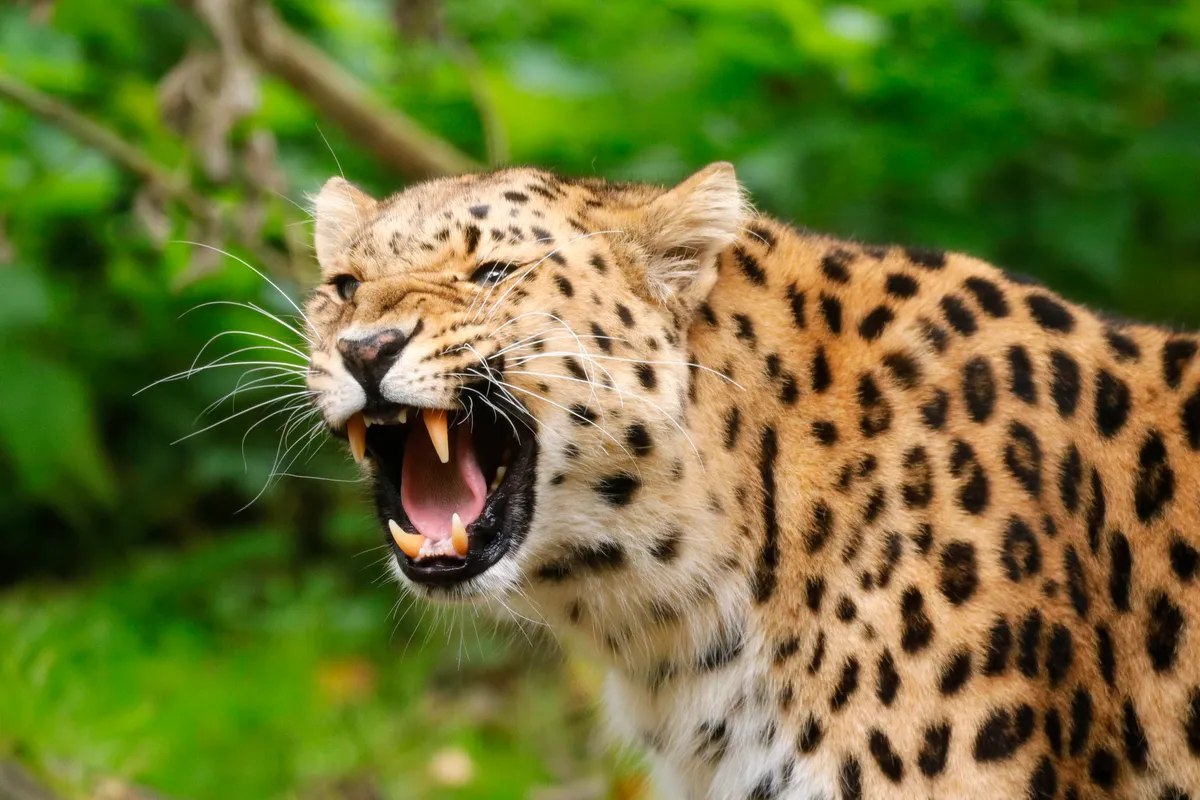 A leopard spots