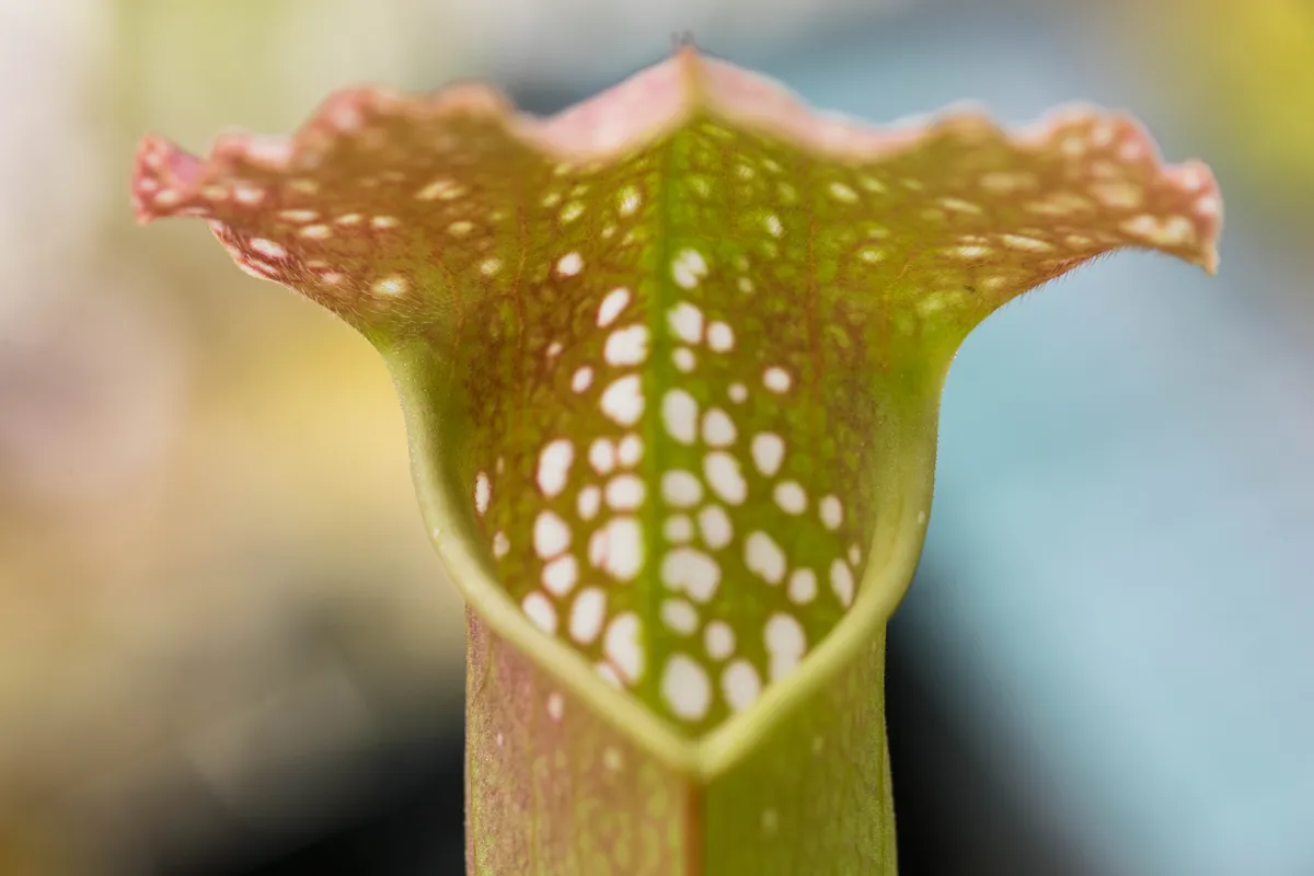 arlingtonia Californica, also knows as Cobra Lily.