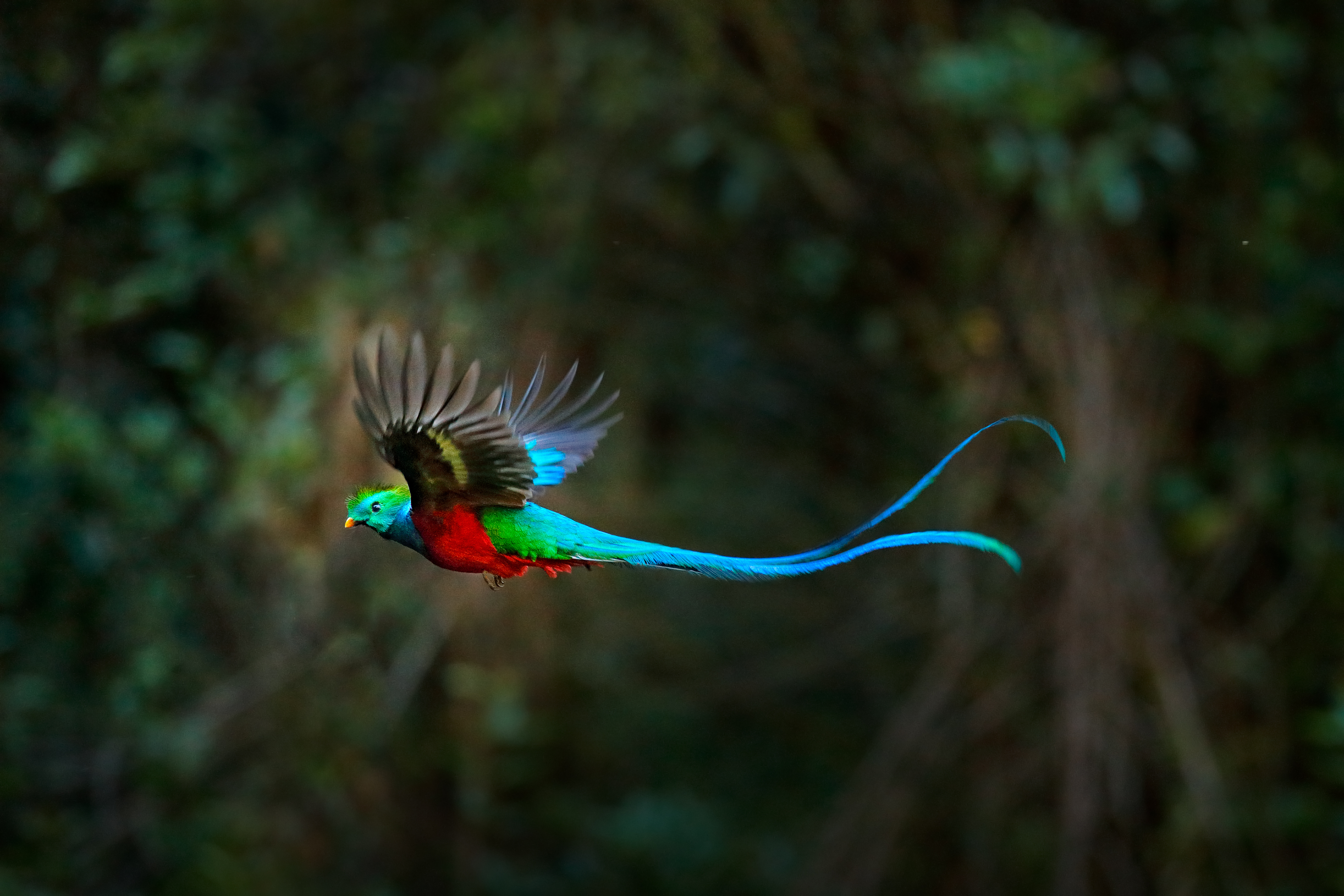 High in the cloud forests of Guatemala lives the elusive quetzal, a breathtaking bird that few will see