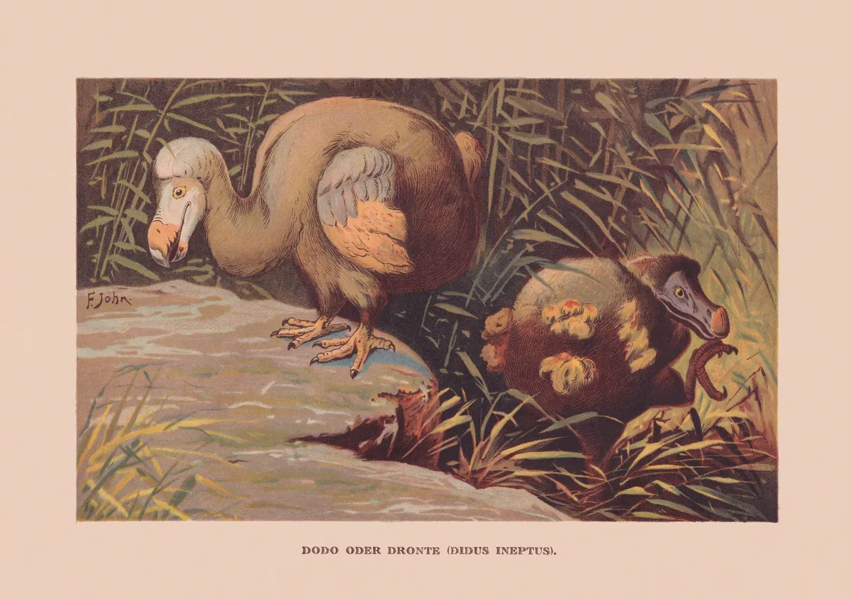 Dodo (Raphus cucullatus), Mauritius, ca. 1690 extinct, chromolithograph, published 1900