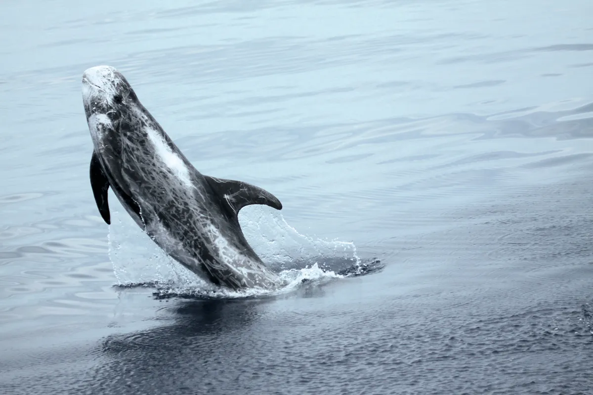 Leaping, breaching and tail- and head-slapping are common behaviours