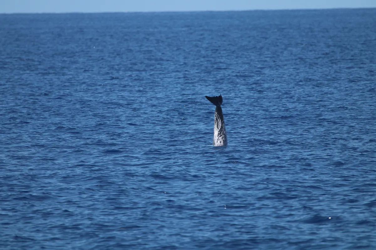A Risso's dolphin dives