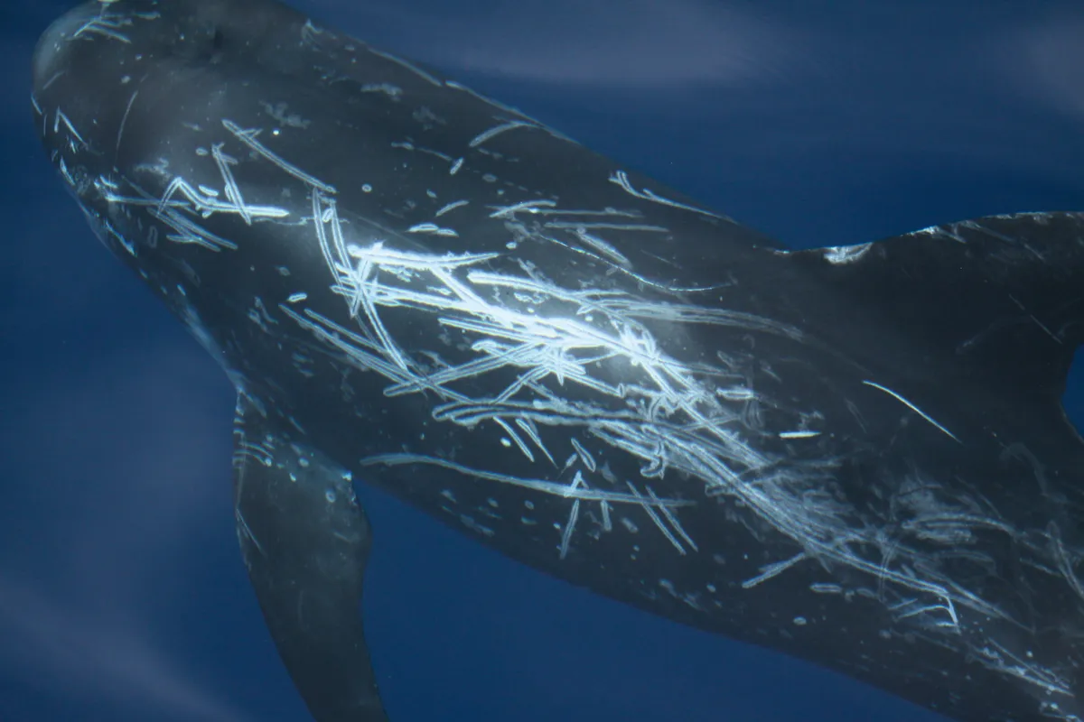 Risso's dolphin showing scars