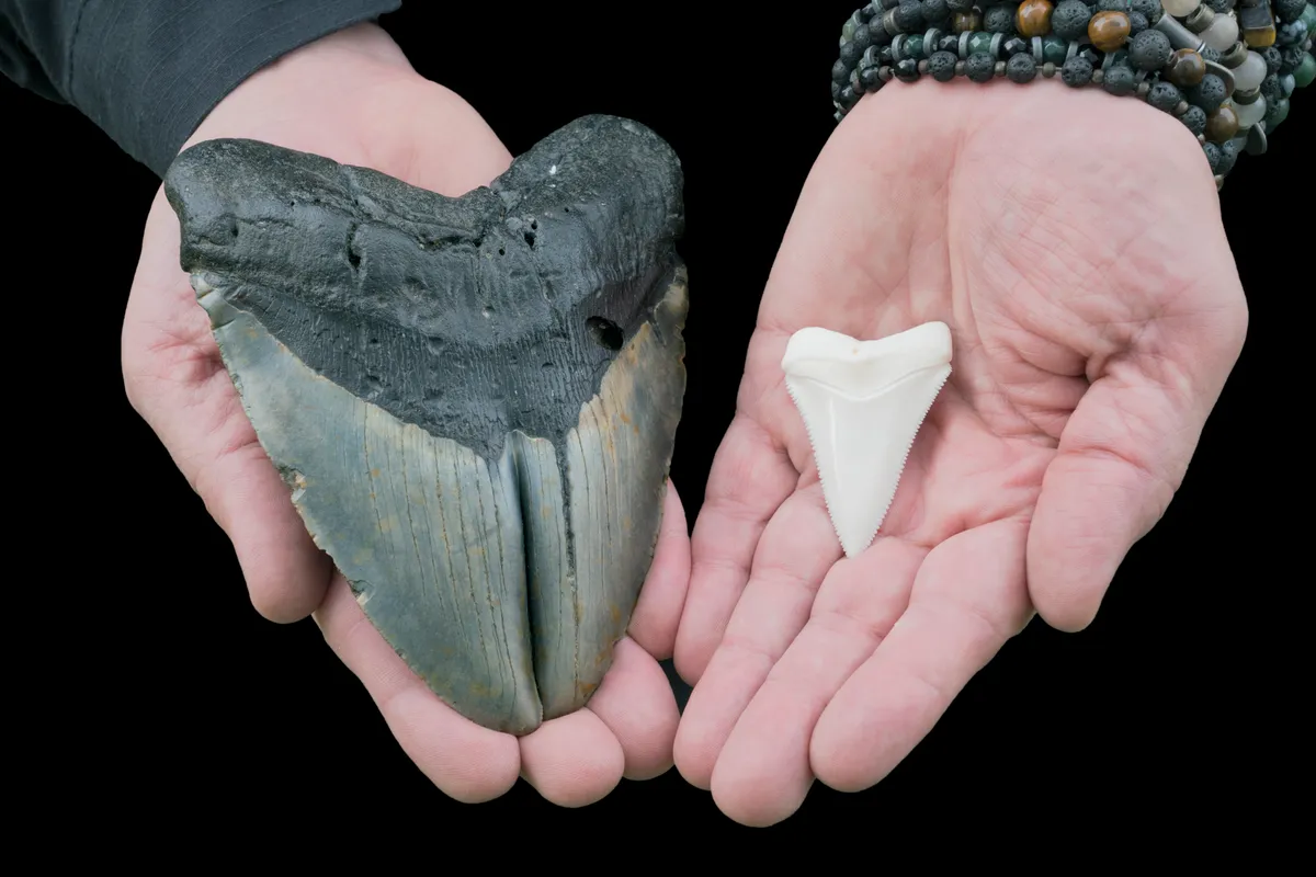 Megalodon and great white shark tooth © Mark Kostich/Getty