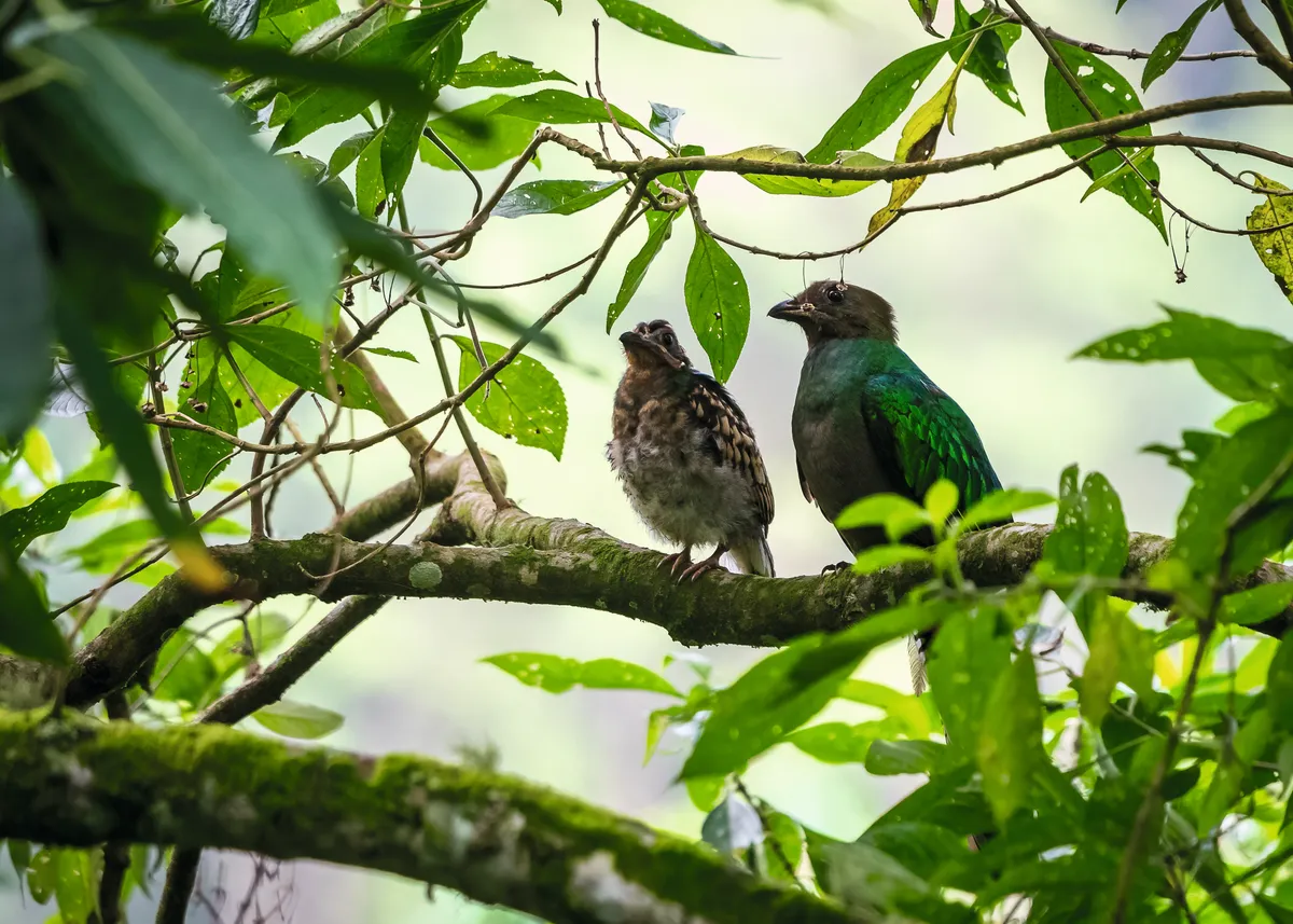 A female resplendent quetzal with a male juvenile