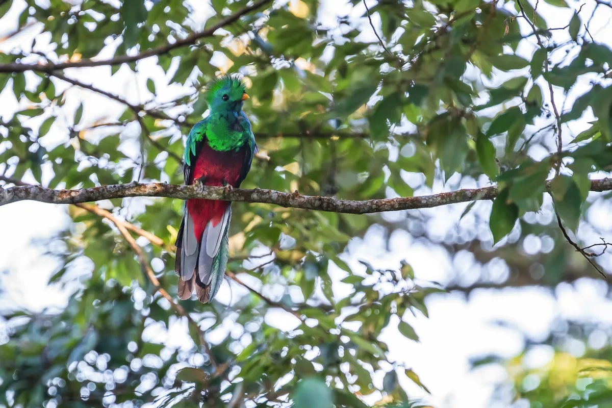 One of Bella’s three prized shots of the resplendent quetzal