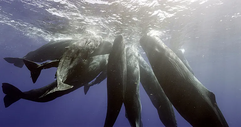 Sperm Whales socialising, Mauritius © BBC/John Downer Productions/René Heuzey