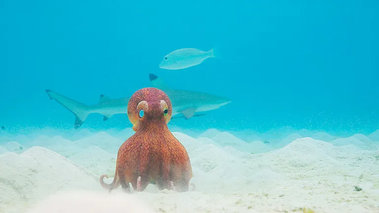 Spy Coconut Octopus with shark swimming in background, Indonesia © BBC/John Downer Productions/Ben McCulloch Trayner