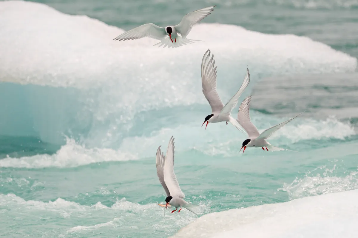 Arctic tern (Sterna paradisea).