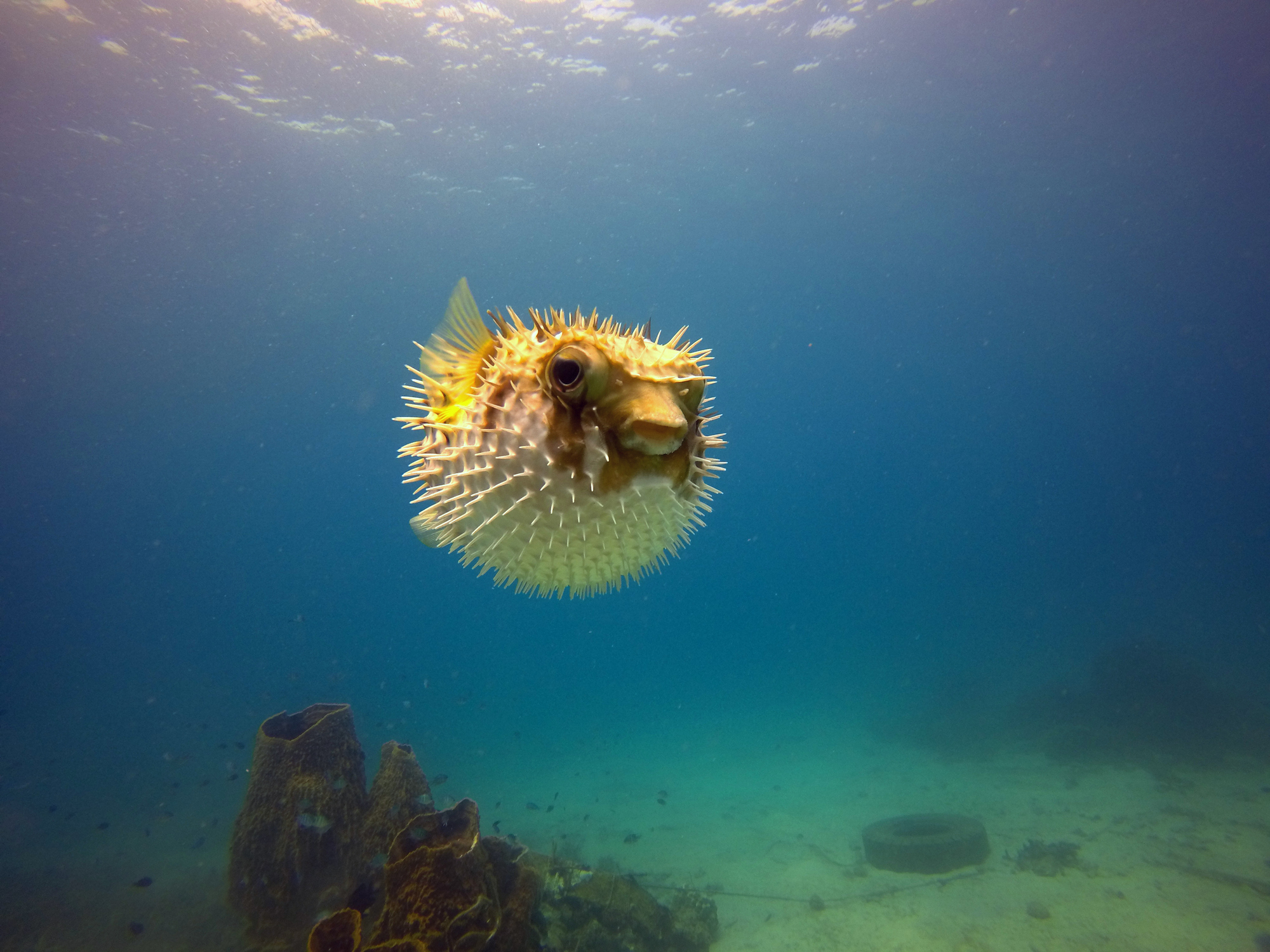 Why pufferfish are so poisonous and how they avoid poisoning