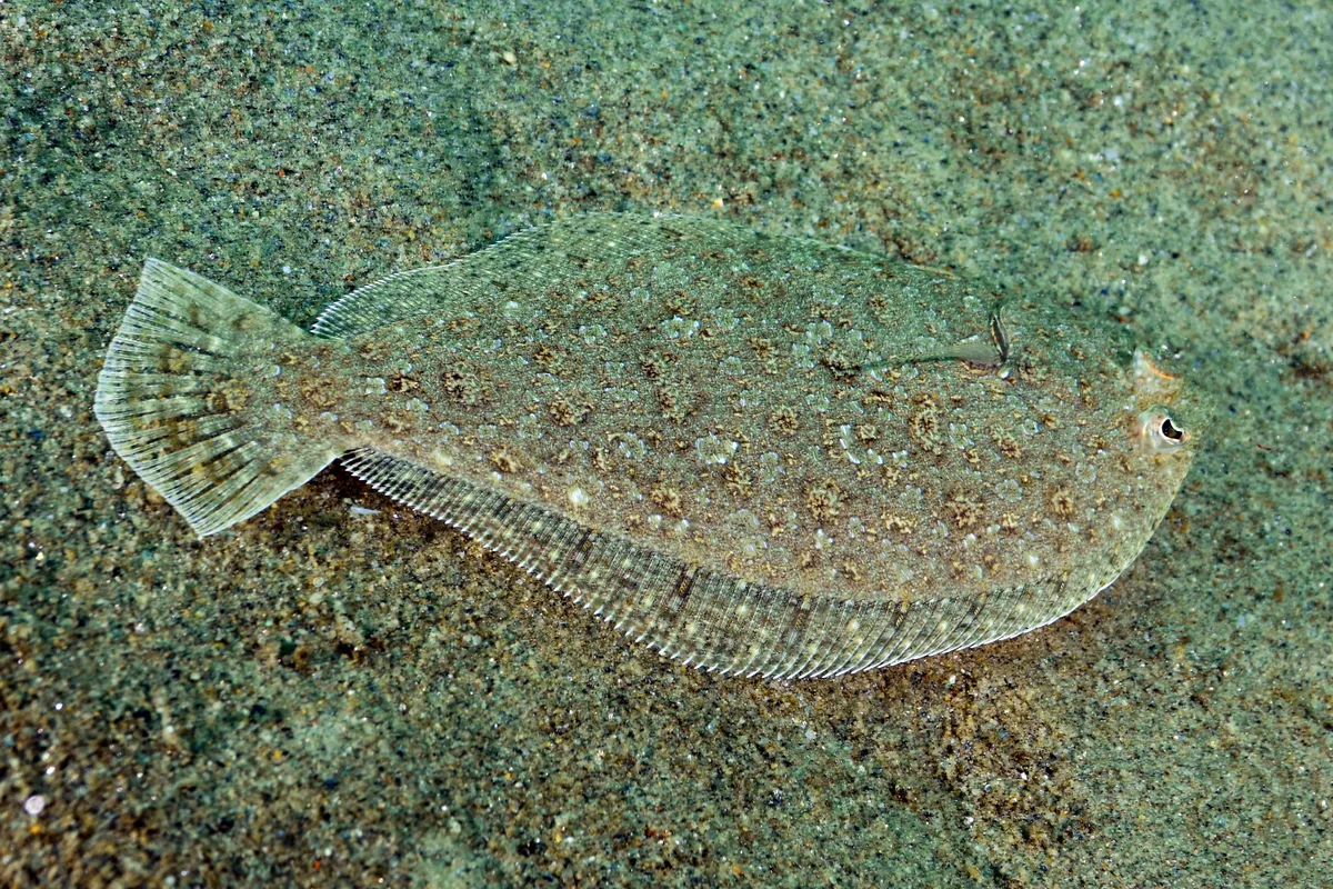 Eyed flounder,(Bothus sp),in Chichiriviche de la Costa,Venezuela,Caribbean Sea.