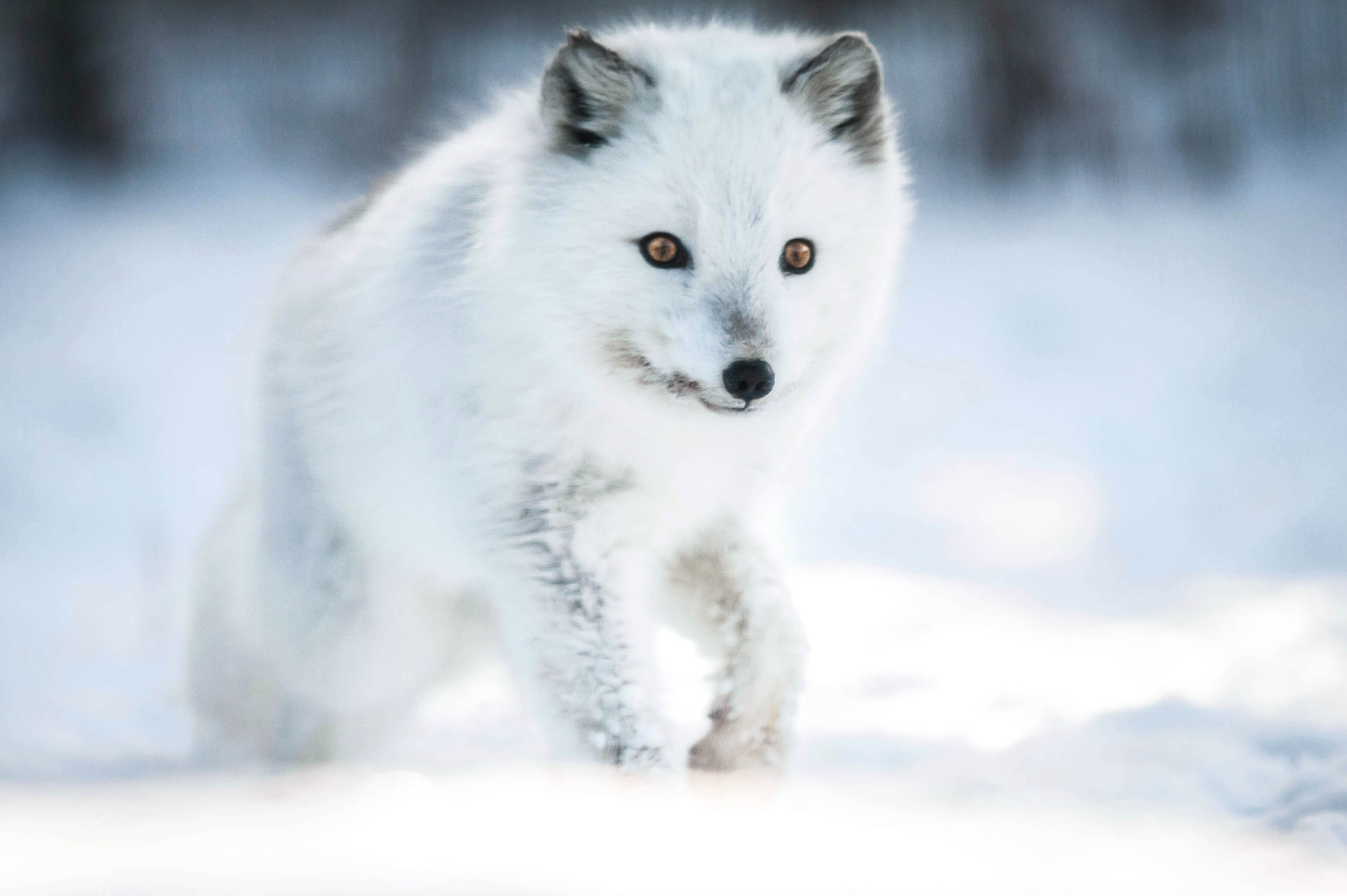 Animal Facts: Arctic fox