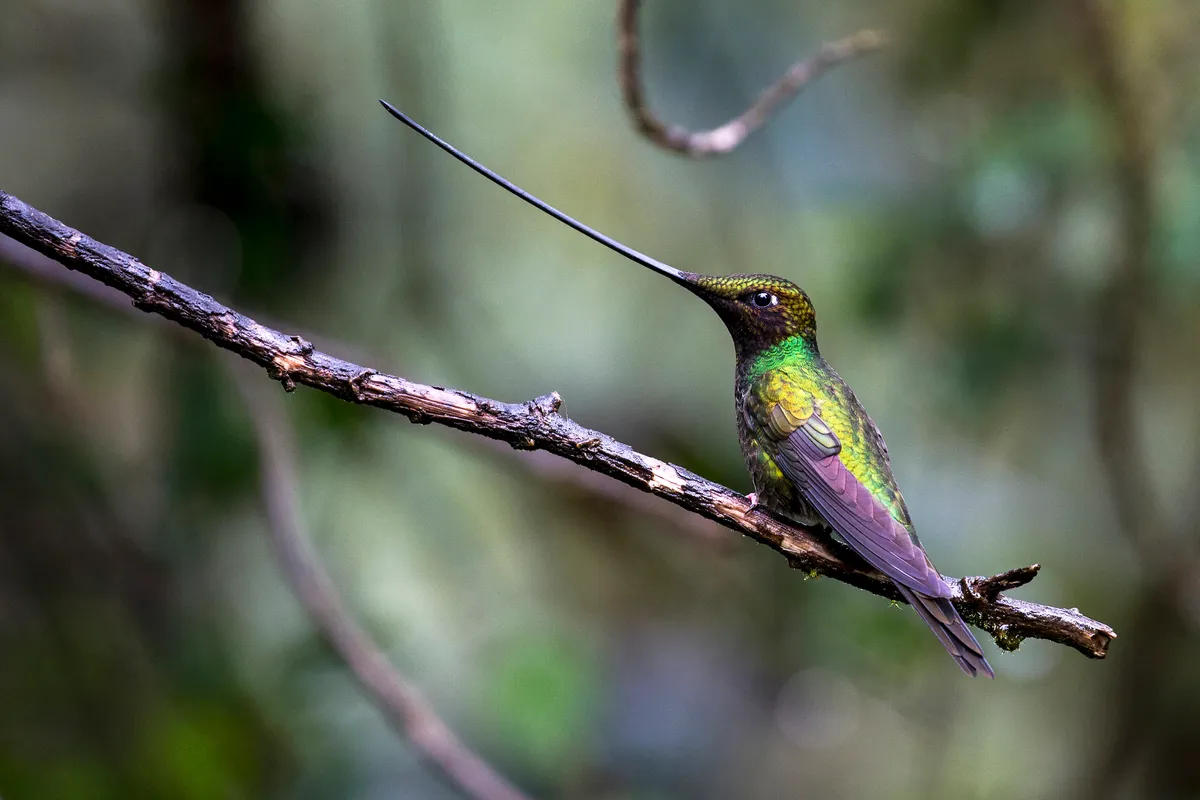 swordbilled hummingbird