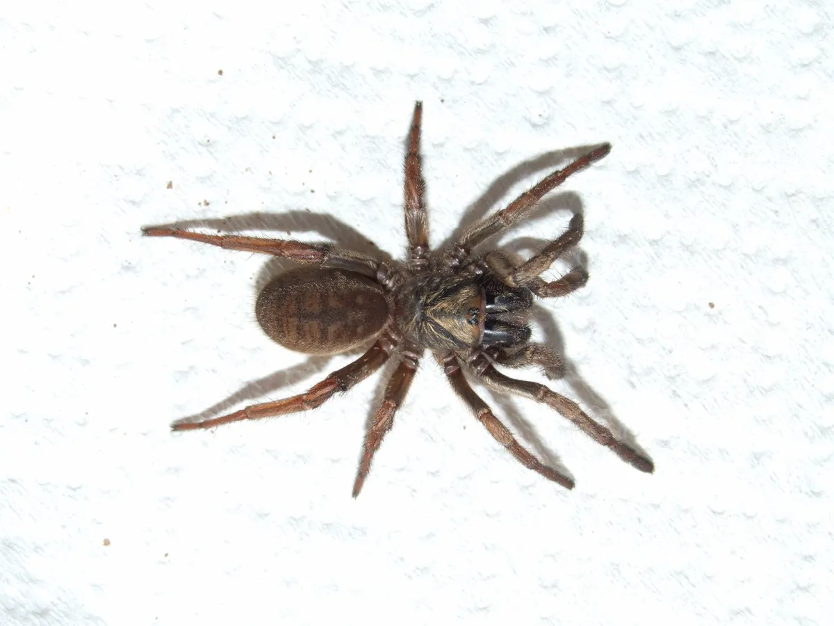 Common brown trapdoor spider