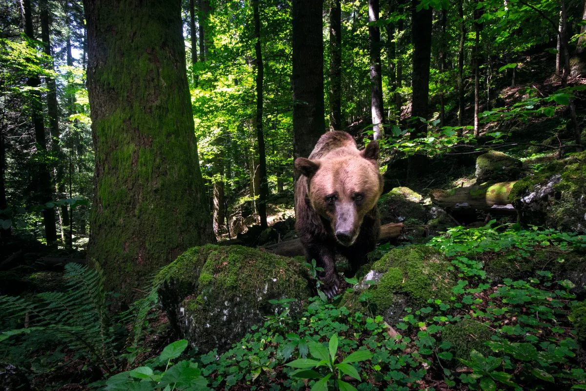 A large female strolling through her natural habitat. Romania harbors one of Europe’s last remaining ancient forests. It is estimated that around 6000 bears inhabit these forests.Brown bears in Romania. © David Hup & Michiel Van Noppen
