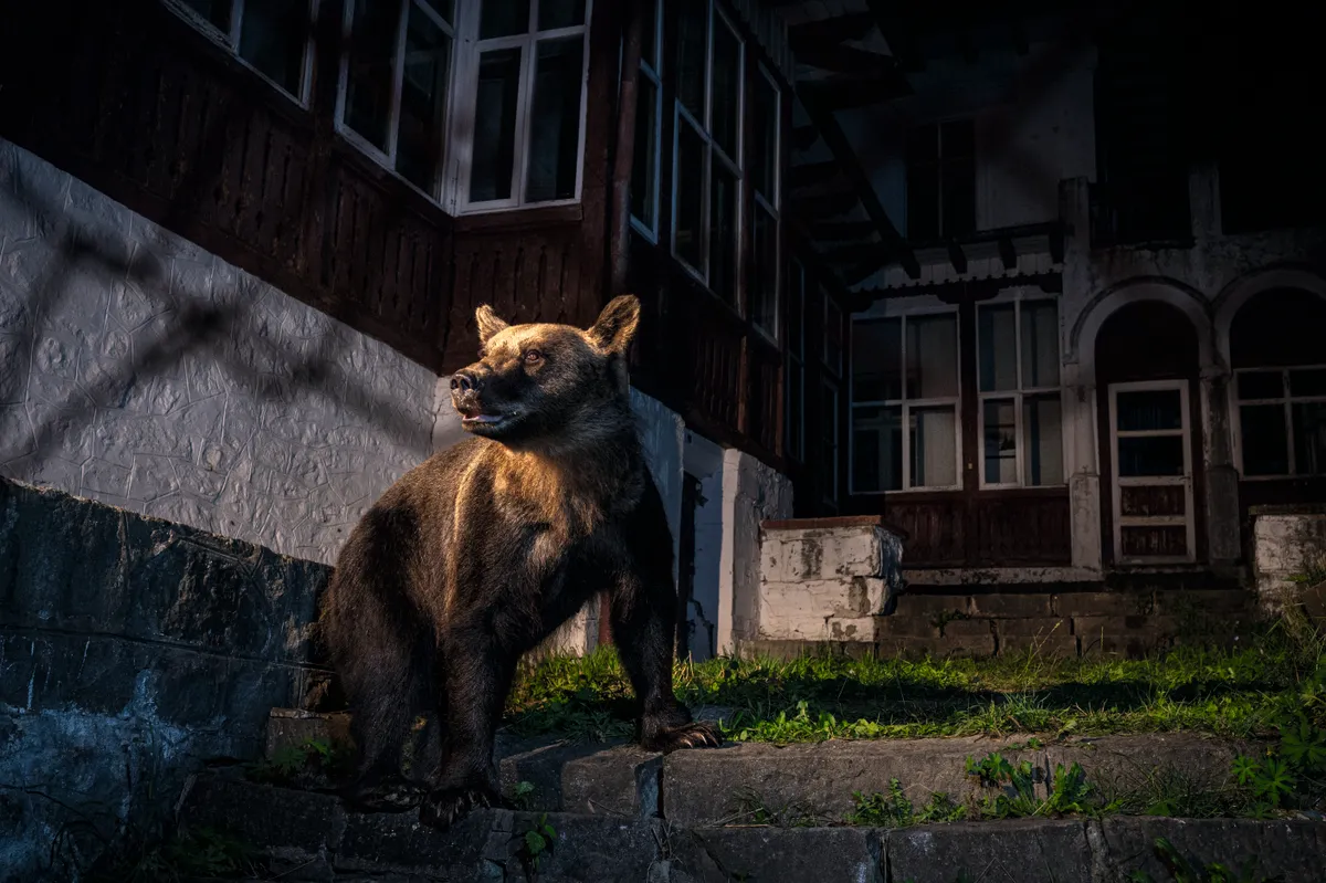 Bear in the backyard. ©