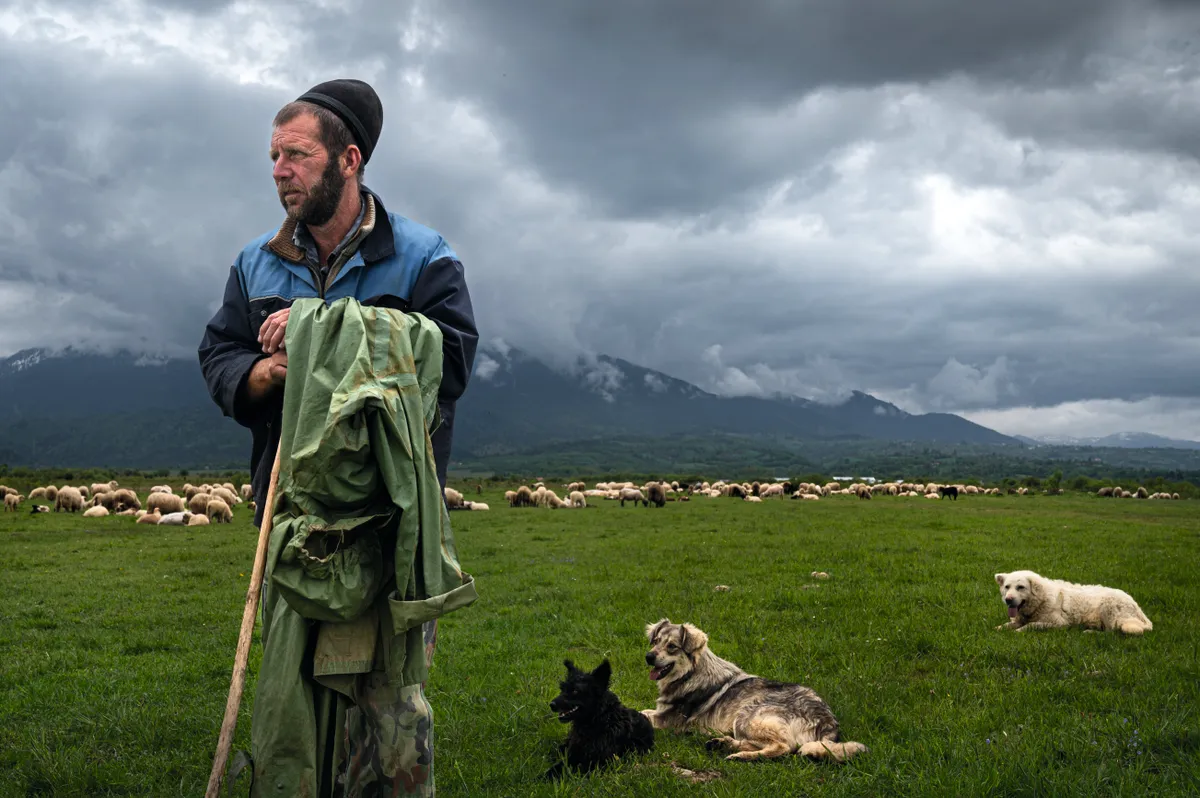 This shepherd is guarding his sheep at the base of the Fagaras mountains. Due to the decrease in natural resources for bears, attacks on livestock are frequent. When the sun sets, his specially bred livestock guardian dogs, now at rest, will take the night shift to protect the flock.Brown bears in Romania. © David Hup & Michiel Van Noppen