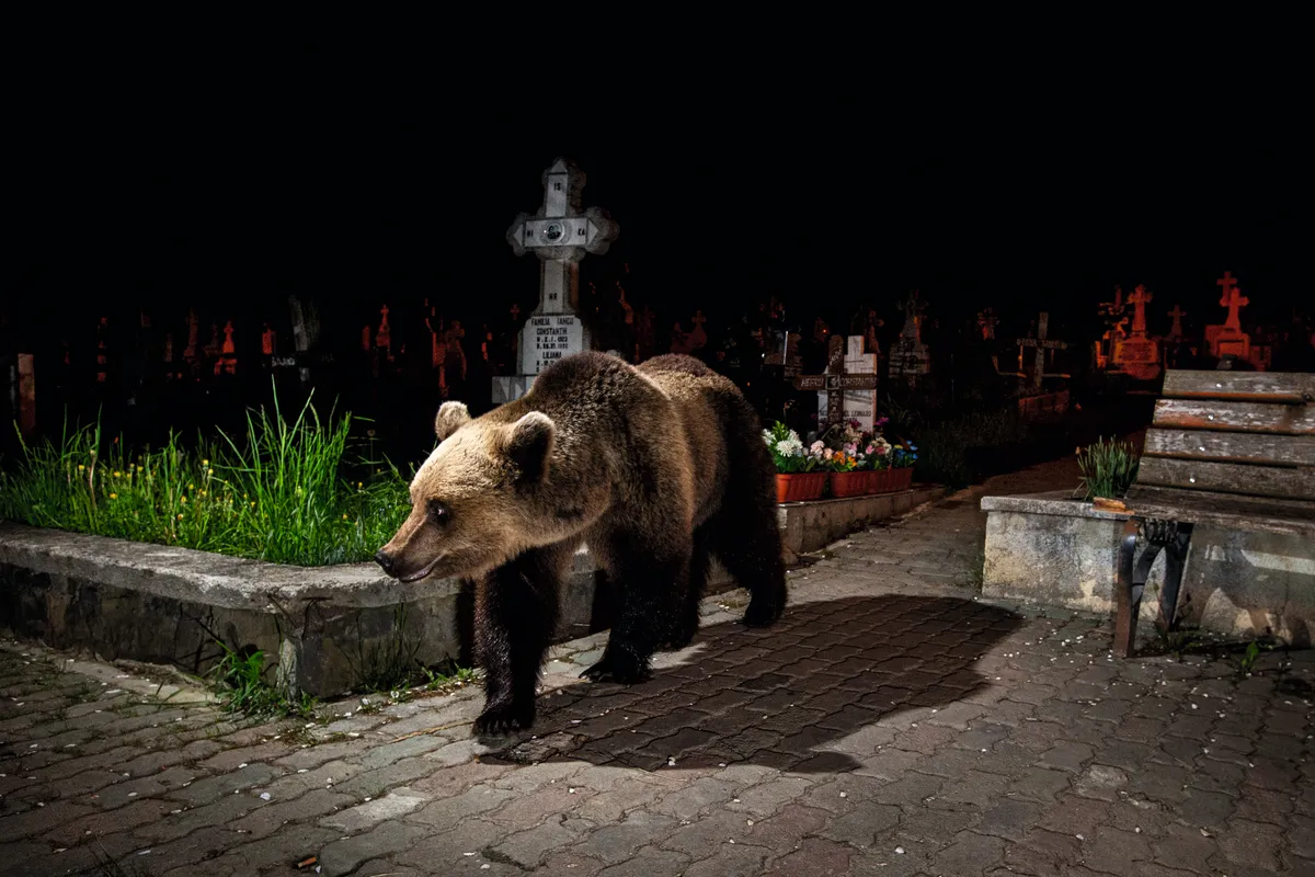 Via the graveyard, which is situated between the forest and the village, this bear leaves the protection of the forest in search of food.Brown bears in Romania. © David Hup & Michiel Van Noppen
