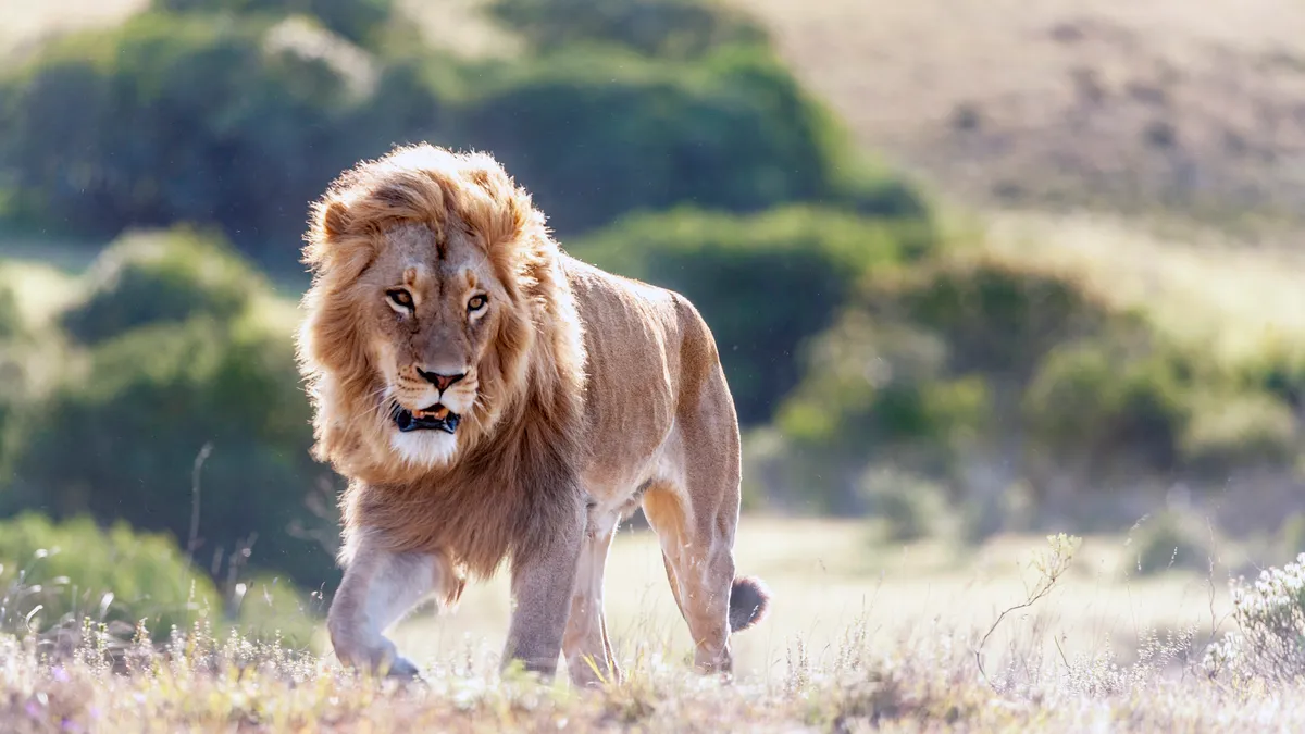 South Africa, Eastern Cape, Lion, Panthera leo with full mane blowing in the wind