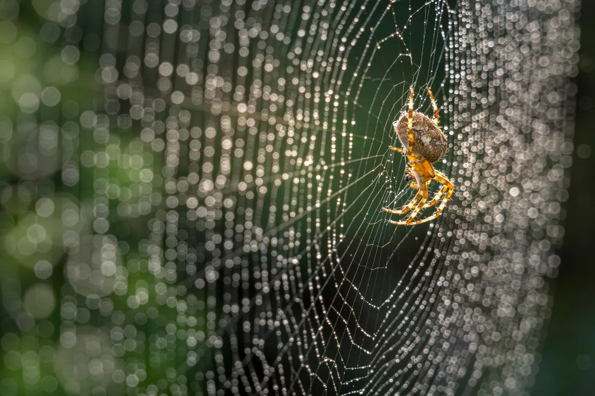 Close-up of spider on web,Ryarsh,West Malling,United Kingdom,UK