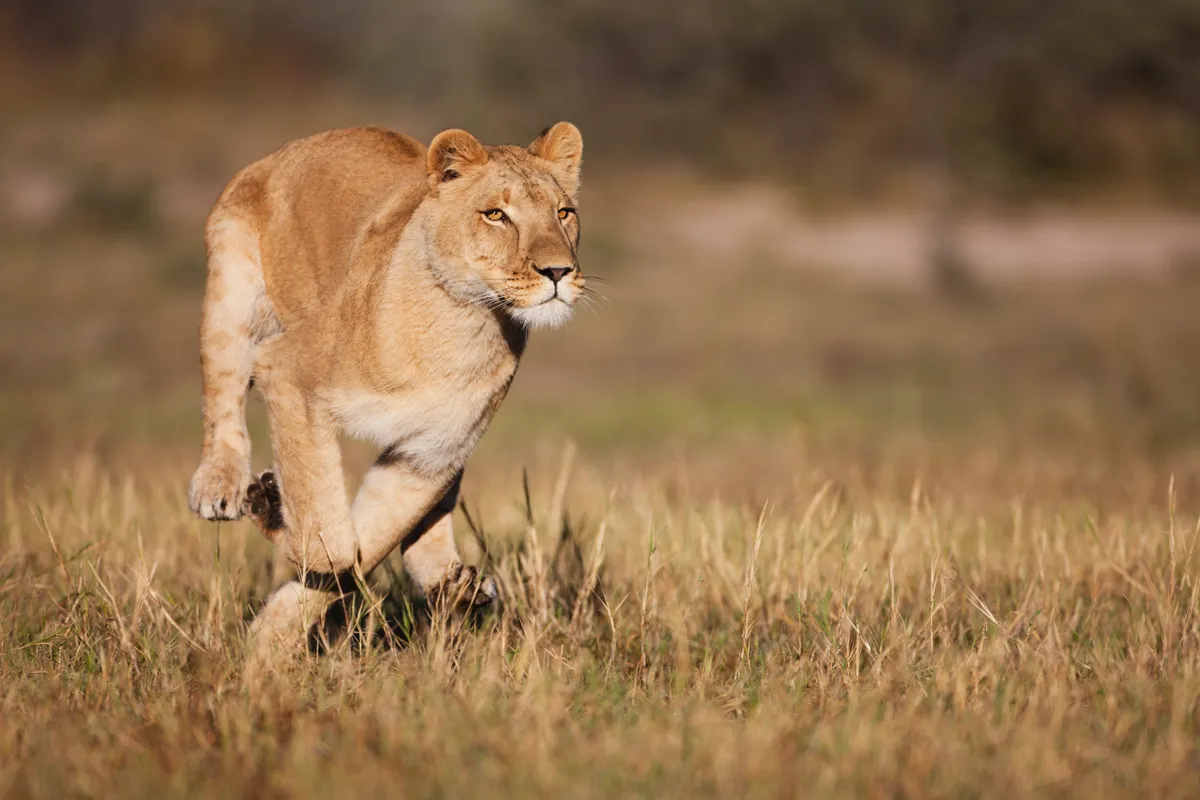 A lioness in its natural habitat: the Kalahari Desert, Botswana Africa. © Jami Tarris/Getty